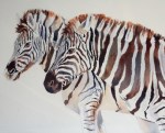 Two Zebra - Watercolour - £200