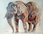 Bull Elephant - Watercolour - £200